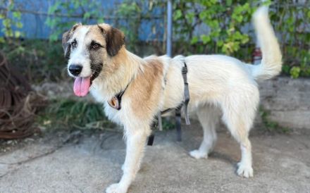 Lebensfrohe und ausgeglichene Lola sucht Zuhause