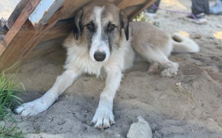 Lebensfrohe und ausgeglichene Lola sucht Zuhause