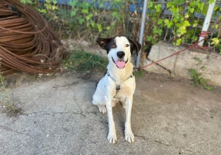 Lebensfrohes Schleckermäulchen Cody sucht aktive Familie