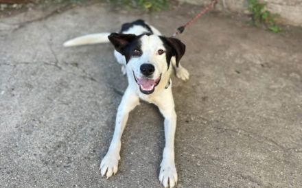 Lebensfrohes Schleckermäulchen Cody sucht aktive Familie