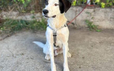 Lebensfrohes Schleckermäulchen Cody sucht aktive Familie