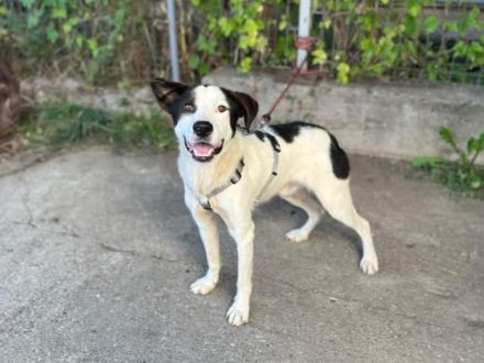 Lebensfrohes Schleckermäulchen Cody sucht aktive Familie