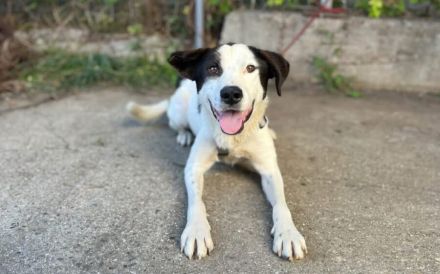 Lebensfrohes Schleckermäulchen Cody sucht aktive Familie