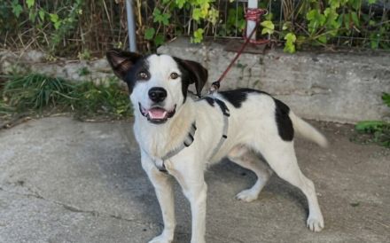 Lebensfrohes Schleckermäulchen Cody sucht aktive Familie