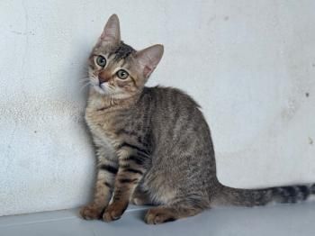 Otto, Rania und Jordania