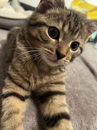 Wunderschöner BKH-Mix-Kater Simba sucht seine Herzensmenschen