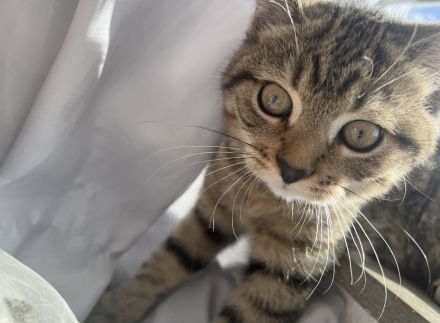Wunderschöner BKH-Mix-Kater Simba sucht seine Herzensmenschen