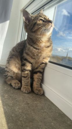 Wunderschöner BKH-Mix-Kater Simba sucht seine Herzensmenschen