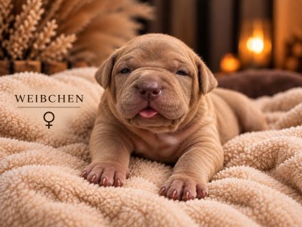 American Bully XL Welpen in Lilac – Rüde & Hündin suchen ein Zuhause