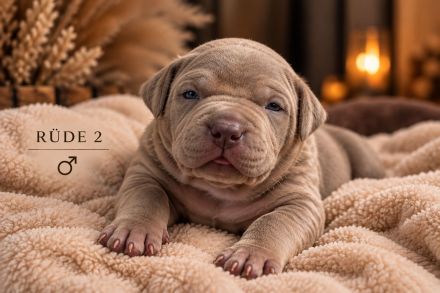 American Bully XL Welpen in Lilac – Rüde & Hündin suchen ein Zuhause