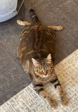 BKH-Prinzessin sucht entspanntes Zuhause mit Couch