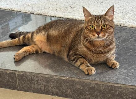 BKH-Prinzessin sucht entspanntes Zuhause mit Couch