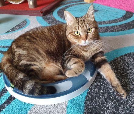 BKH-Prinzessin sucht entspanntes Zuhause mit Couch
