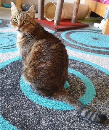 BKH-Prinzessin sucht entspanntes Zuhause mit Couch