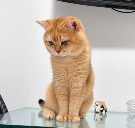 Golden Tabby