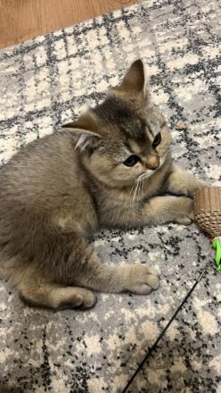 Golden Tabby