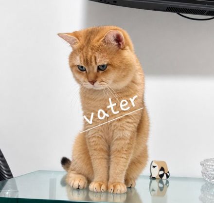 Reinrassige BKH Kater Britisch kurzhaar