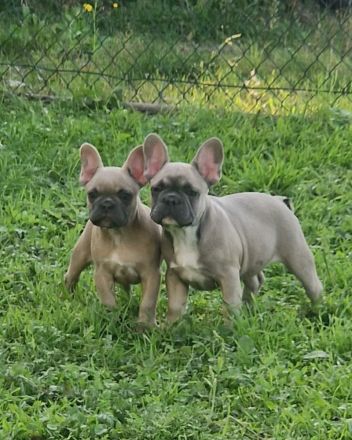 Französische Bulldogge Welpen
