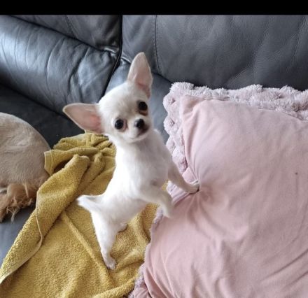 Weiblicher Chihuahua