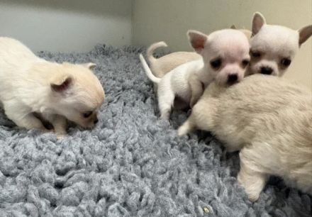 Weiblicher Chihuahua