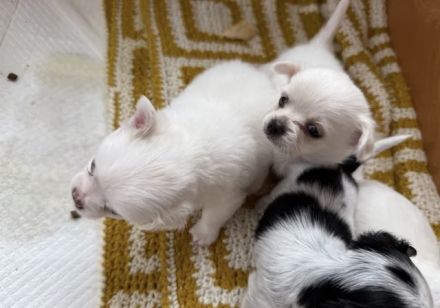 Weiblicher Chihuahua