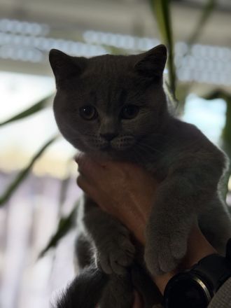 Vier britisch Kurzhaar kitten zu verkaufen