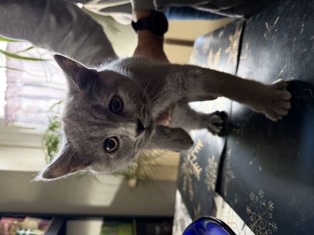 Vier britisch Kurzhaar kitten zu verkaufen