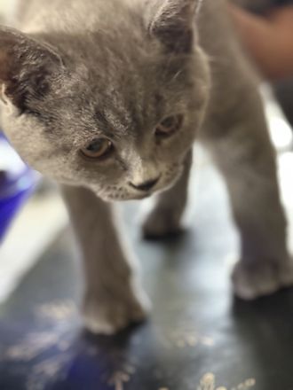 Vier britisch Kurzhaar kitten zu verkaufen