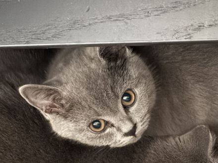 Vier britisch Kurzhaar kitten zu verkaufen
