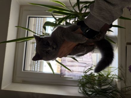 Vier britisch Kurzhaar kitten zu verkaufen