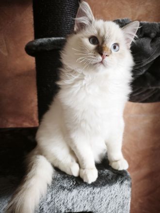 Flauschige Ragdoll Bärchen