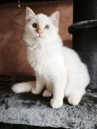 Flauschige Ragdoll Bärchen