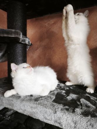 Flauschige Ragdoll Bärchen