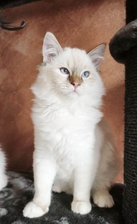 Flauschige Ragdoll Bärchen