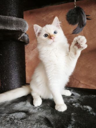 Flauschige Ragdoll Bärchen