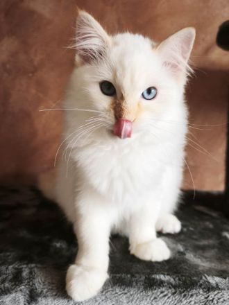 Flauschige Ragdoll Bärchen