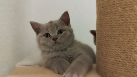 Britisch Kurzhaar Kitten * ab sofort *