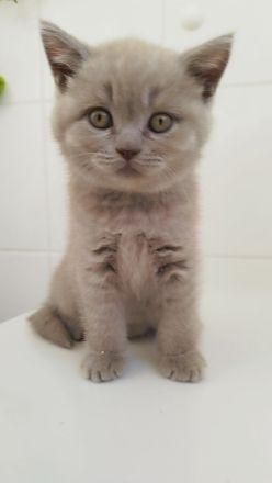 Britisch Kurzhaar Kitten * ab sofort *