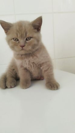 Britisch Kurzhaar Kitten * ab sofort *