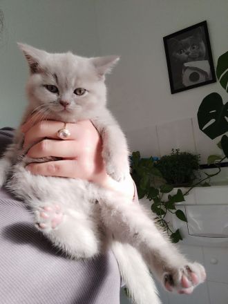 Britisch Kurzhaar Kitten * ab sofort *