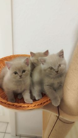 Britisch Kurzhaar Kitten * ab sofort *