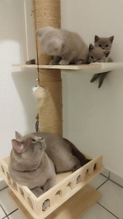 Britisch Kurzhaar Kitten * ab sofort *