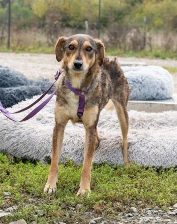 Lana sucht liebevolle Menschen...