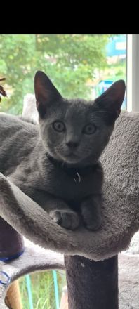 Russisch Blau Kater