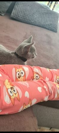 Russisch Blau Kater
