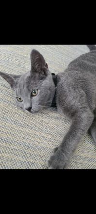 Russisch Blau Kater