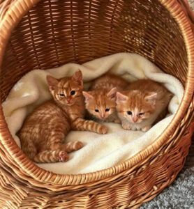 Rothkäppchen, Kobold, Pfiffer & Fee