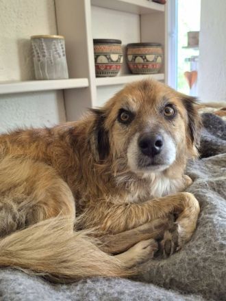 Duke, 8 Jahre, ruhig, gelassen, sehr Menschen bezogen, wer verliebt sich ihn ihn?