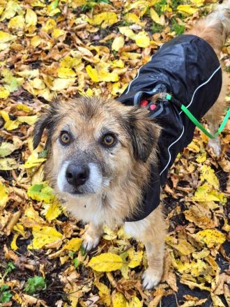 Duke, 8 Jahre, ruhig, gelassen, sehr Menschen bezogen, wer verliebt sich ihn ihn?