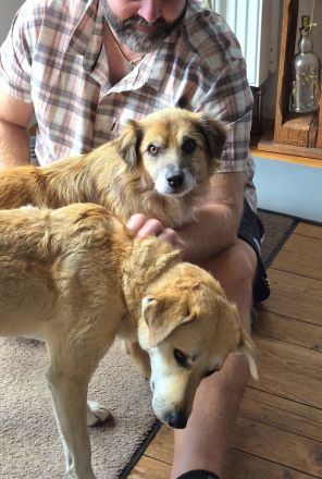 Duke, 8 Jahre, ruhig, gelassen, sehr Menschen bezogen, wer verliebt sich ihn ihn?